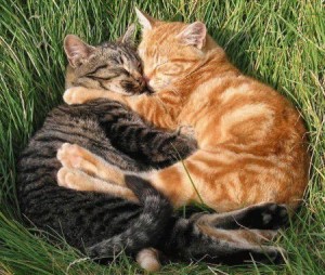 the-sweet-little-things-of-care-in-a-relationship The Sweet Little things of Care in a Relationship