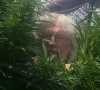 Lovepinklips,free online dating